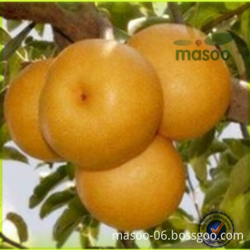 Fresh Golden Pear,Chinese Golden Pear,Chinese Pear,Shandong Ya Pear